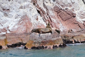 Lima: Transfer + Paracas + Huacachina + Sandboarding + Buggies