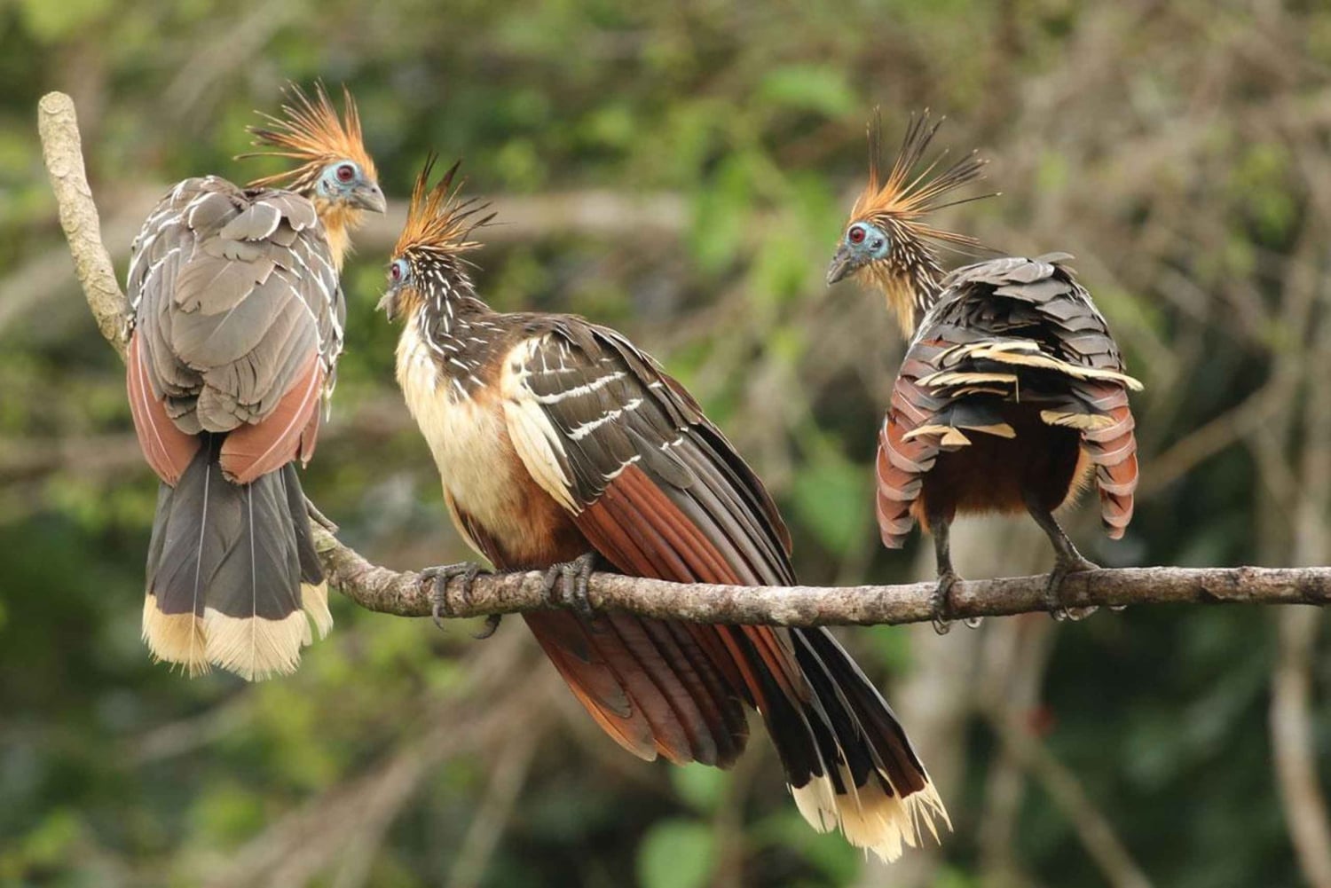 Erlebe die Natur ab Cusco: 3 Tage im Manu-Nationalpark