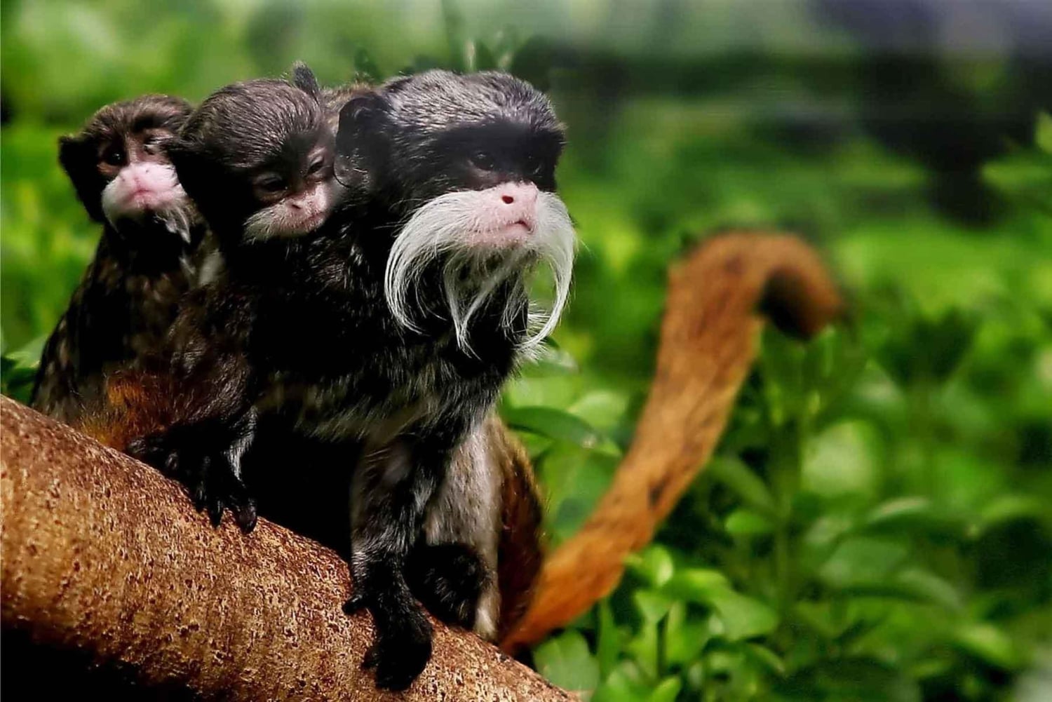 Erlebe die Natur ab Cusco: 3 Tage im Manu-Nationalpark