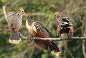 Erlebe die Natur ab Cusco: 3 Tage im Manu-Nationalpark