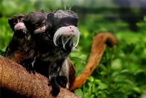 Erlebe die Natur ab Cusco: 3 Tage im Manu-Nationalpark