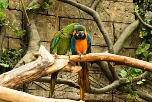 Erlebe die Natur ab Cusco: 3 Tage im Manu-Nationalpark