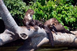 Macaw Clay Lick Tour | 3 Days