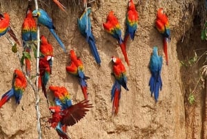 Macaw Clay Lick Tour | 3 Days
