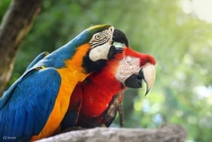 Macaw Clay Lick Tour | 3 Days