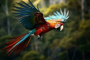 Macaw Clay Lick Tour | 3 Days