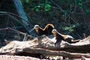 Macaw Clay Lick Tour | 3 Days