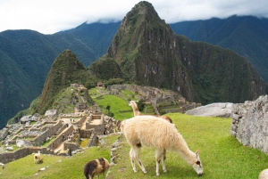Machu Picchu: tour di 1 giorno con il treno dell'Osservatorio Vistadome