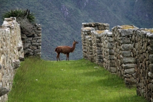 Machu Picchu Full Day Tour from Cusco By Trail