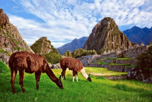 Machu Picchu: Lost Citadel and the Mountain Entry Ticket