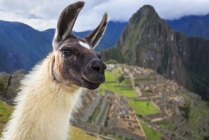 Machu Picchu Combo Matinal: Ticket de entrada, Autobús y Guía