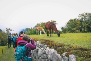 Machu Picchu Official Entry Ticket, Private Guide & Bus