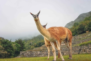 Machu Picchu Official Entry Ticket, Private Guide & Bus