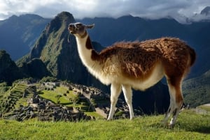 Viagem de 1 dia a Machu Picchu saindo de Cusco