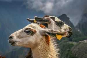 Machu Picchu: Privat heldagstur med ettermiddagsinngang