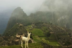 Machu Picchu : visite guidée privée