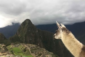 Machu Picchu: Private Tour Guide Service