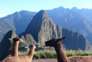 Machu Picchu Combo for små grupper: Inngangsbillett, buss og guide