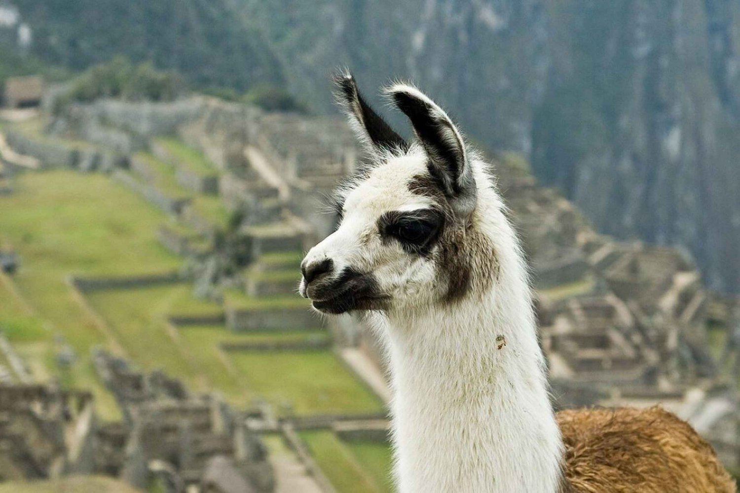 Machu Picchu-tur + Huayna Picchu-fjellet
