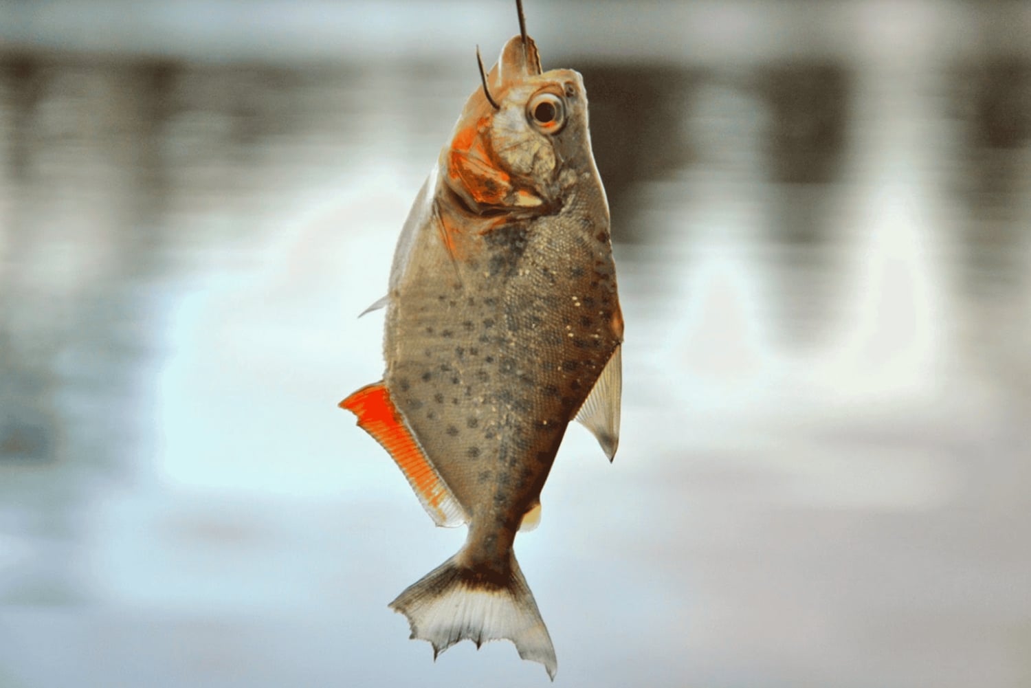 マナウス：アマゾン川一日ツアー