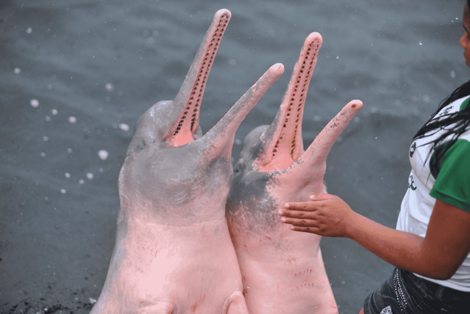 マナウス：アマゾン川一日ツアー