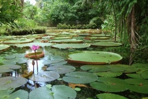 マナウス：アマゾン川一日ツアー