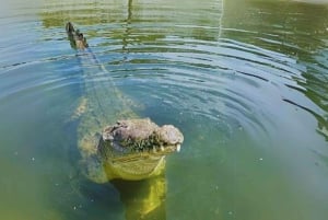 Mancora: Rannat ja Tumbesin mangrovemetsät Päiväretki