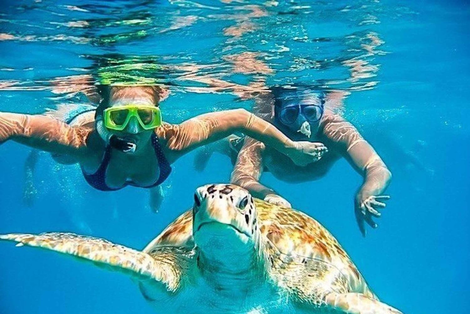 Mancora: Svømning og badning med skildpadder | Indgang |.