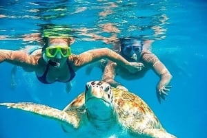 Mancora: Svømning og badning med skildpadder | Indgang |.