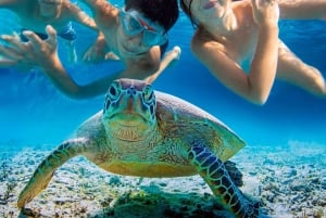 Mancora: Svøm med skildpadder i deres naturlige habitat