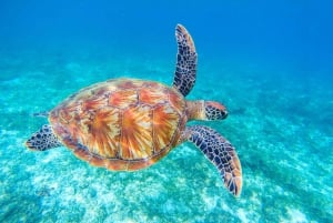 Mancora: Svøm med skildpadder i deres naturlige habitat
