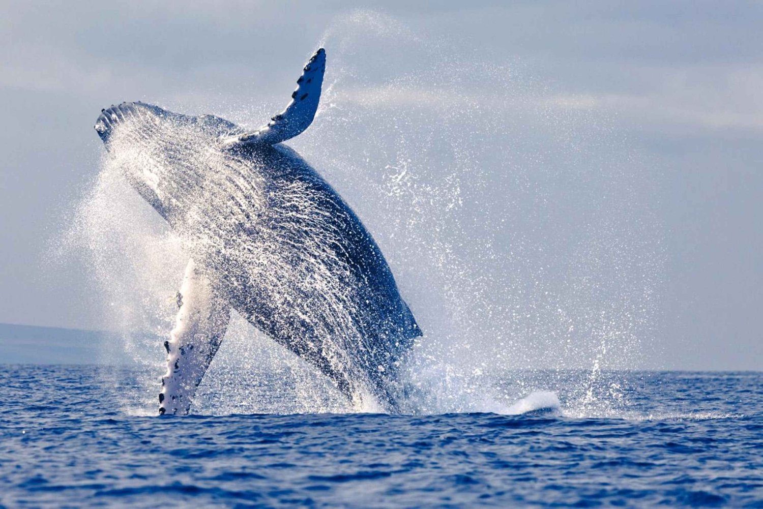 Mancora: Walvissen kijken - Ontmoet de majestueuze reuzen