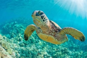 Mancora: Hvalsafari - Møt de majestetiske gigantene