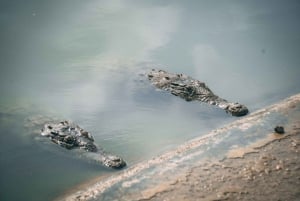 Tumbes: Excursión a los Manglares e Islas de Puerto Pizarro