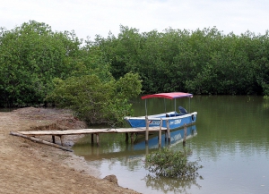 Mangroves of Tumbes National Sanctuary