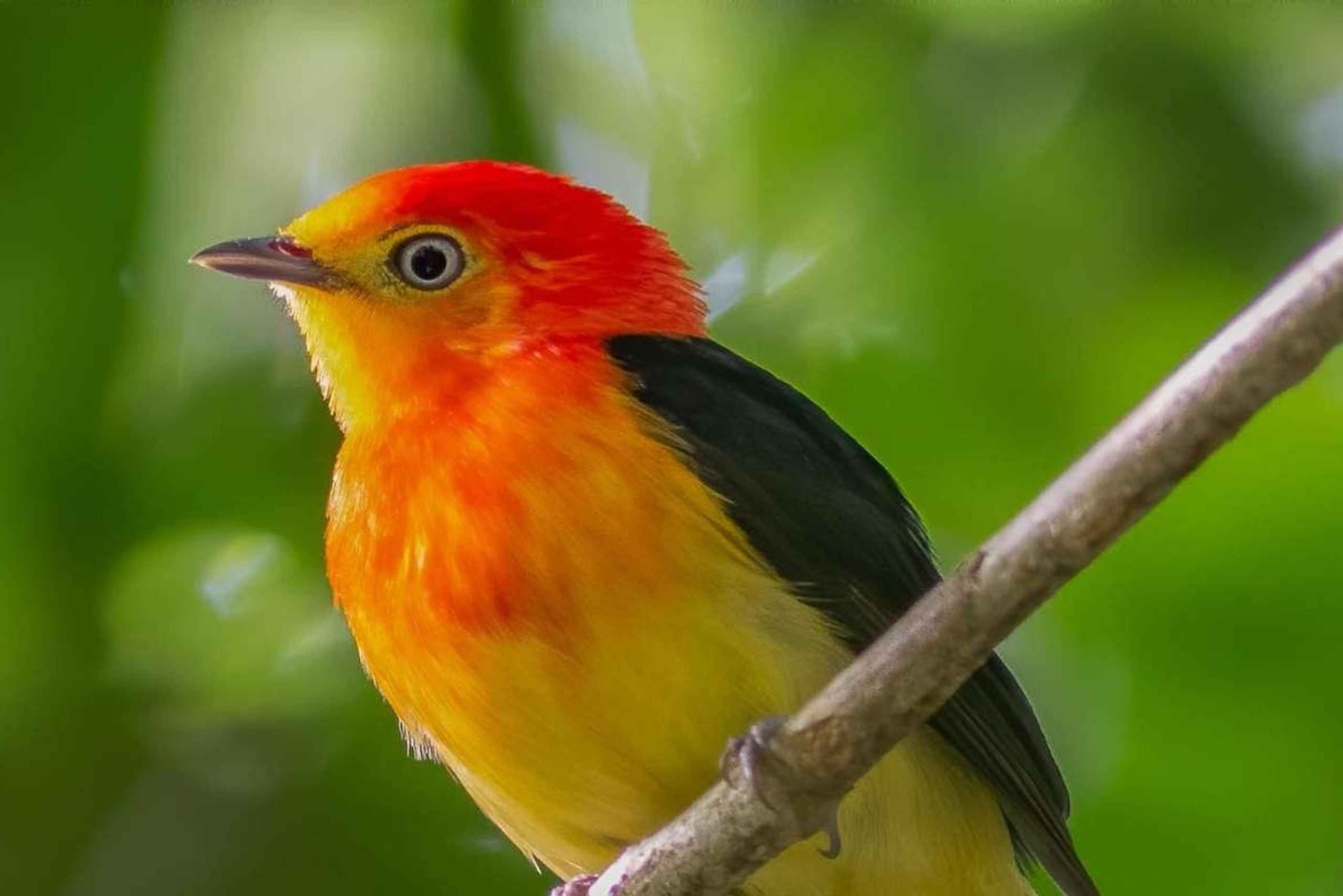 Manu Cultural Zone Tour 5 Days