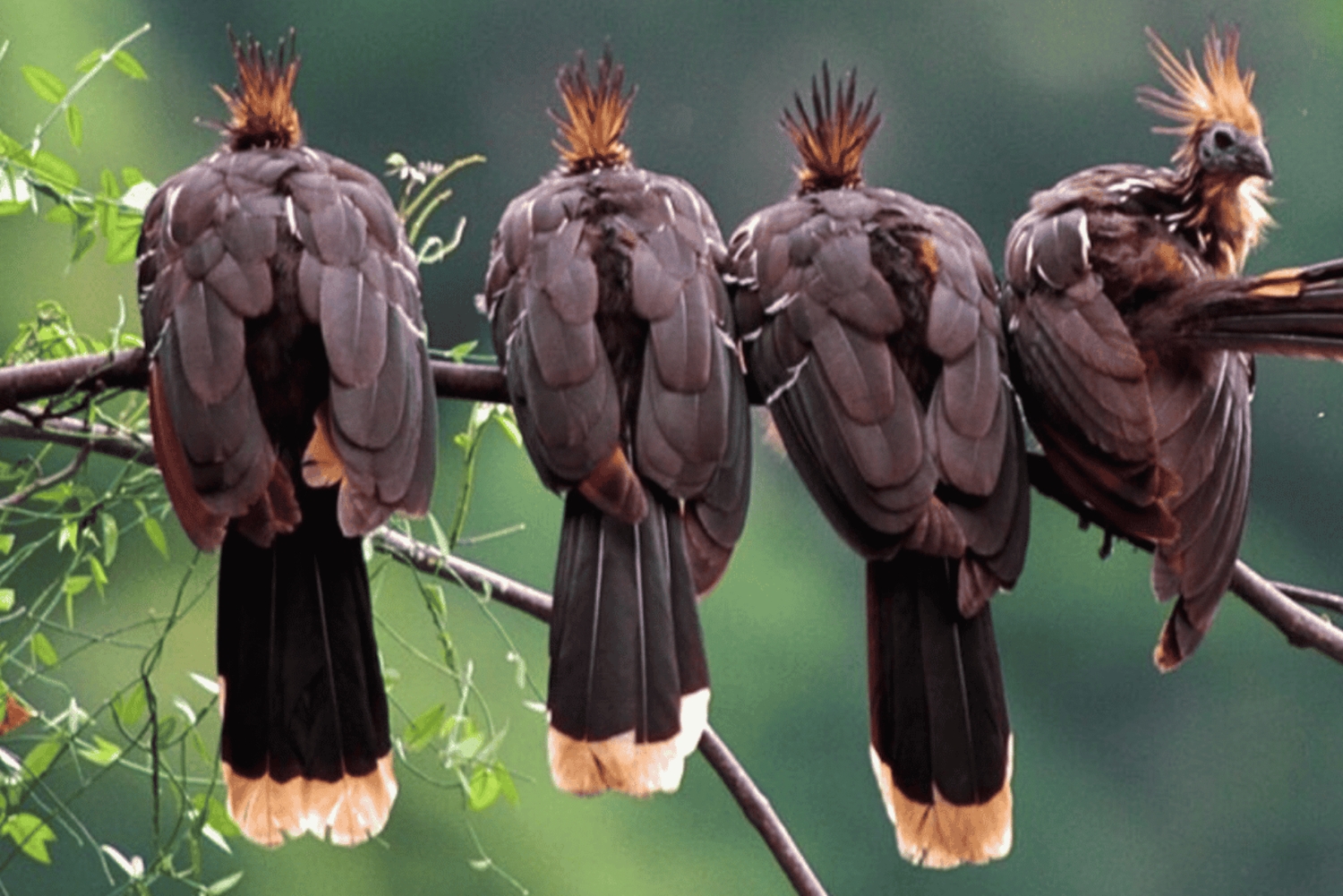 Manu Cultural Zone Tour 5 Days