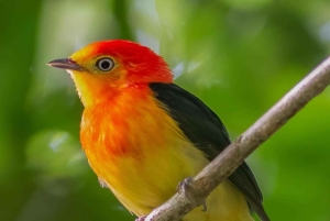 Manu Cultural Zone Tour 5 Days