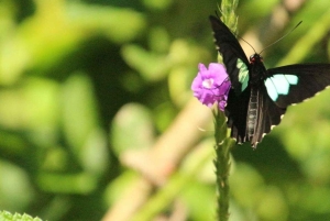 Manu Cultural Zone Tour 5 Days