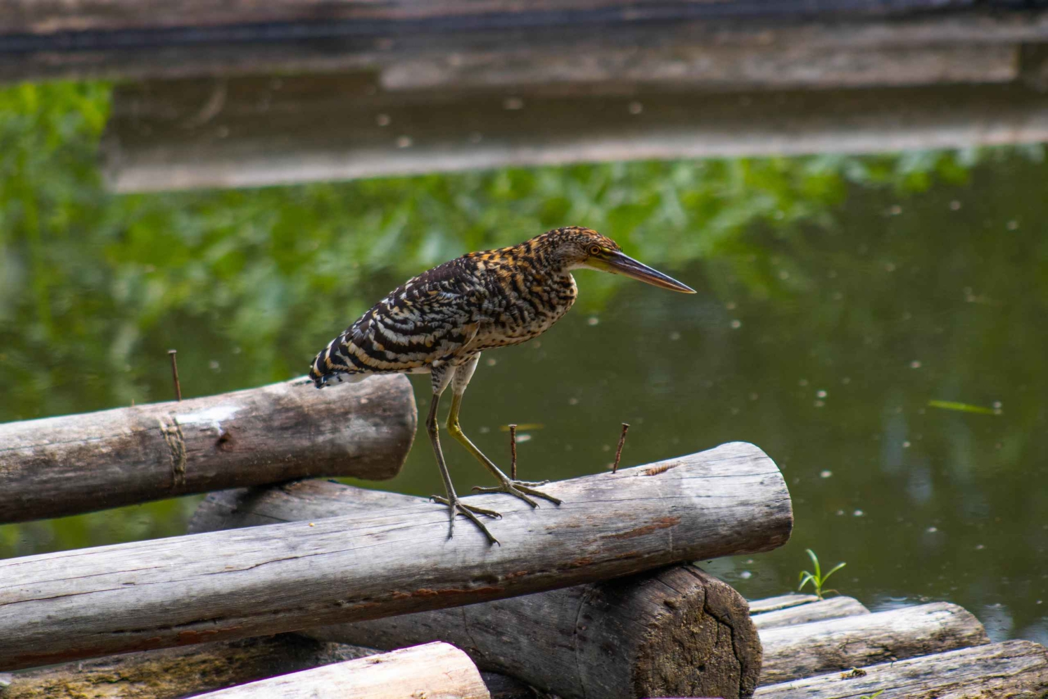 Manu National Park: Nature, culture, birds, and mammals – Full Day