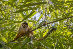 Manu National Park: Nature, culture, birds, and mammals – Full Day