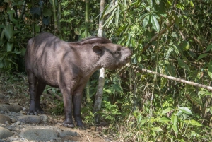 Manu National Park: Nature, culture, birds, and mammals – Full Day