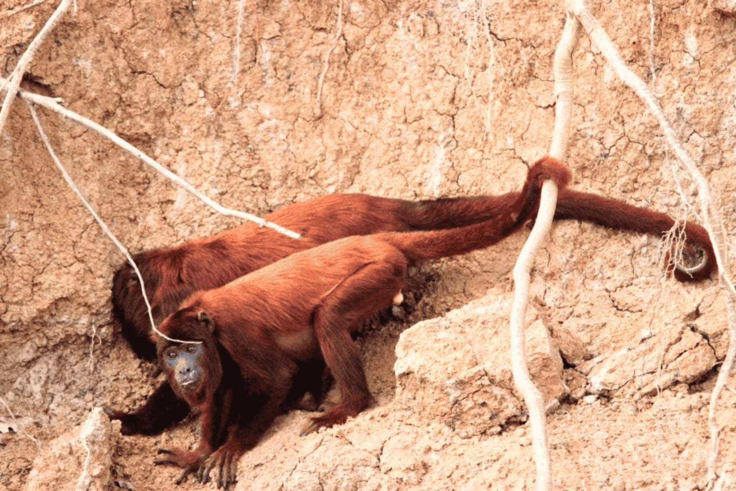 Manu National Park Tours from Cusco 5 Days