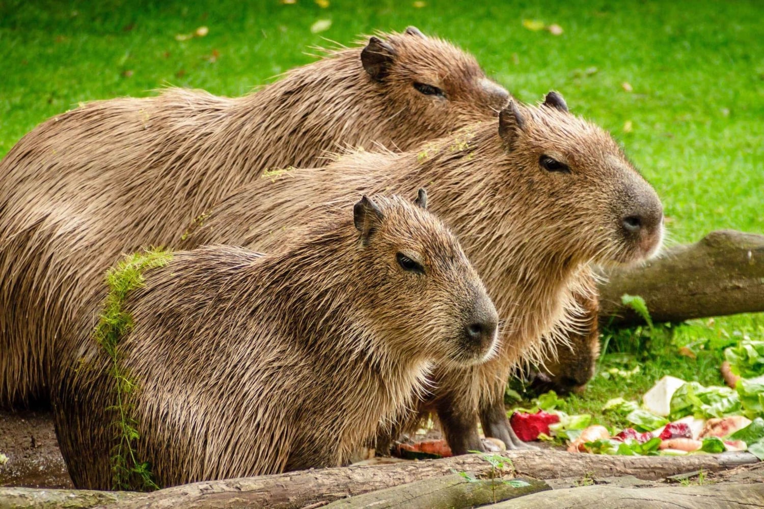 Manu National Park Tours from Cusco 5 Days