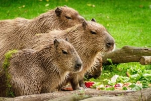 Manun kansallispuiston retket Cuscosta 5 päivää