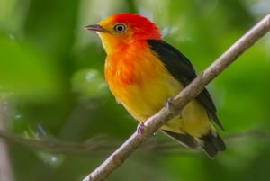 Manun kansallispuiston retket Cuscosta 5 päivää