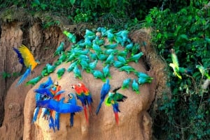 Manun kansallispuiston retket Cuscosta 5 päivää