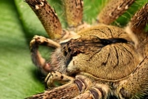 Manun kansallispuiston retket Cuscosta 5 päivää