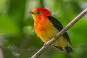 Manu National Park Tours from Cusco 5 Days