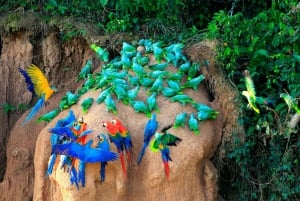 Manu National Park Tours from Cusco 5 Days